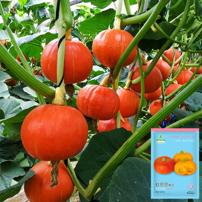 Scarlet Gem Chestnut Squash Seeds