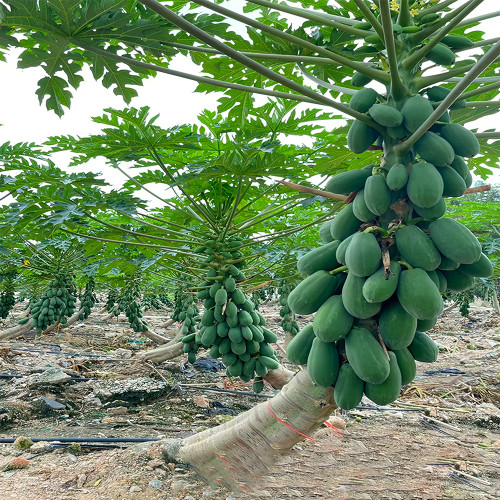 Premium Papaya Seeds - Organic and Red-Fleshed