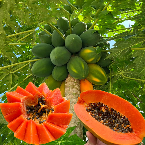 Premium Papaya Seeds - Organic and Red-Fleshed