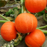 Scarlet Gem Chestnut Squash Seeds