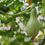 Noble Pumpkin Hybrid Seeds