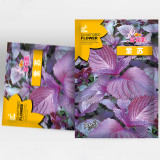 Aromatic Purple Perfection: Dual-Sided Shiso Seeds