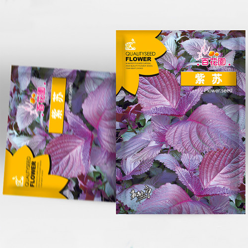 Aromatic Purple Perfection: Dual-Sided Shiso Seeds