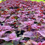 Aromatic Purple Perfection: Dual-Sided Shiso Seeds