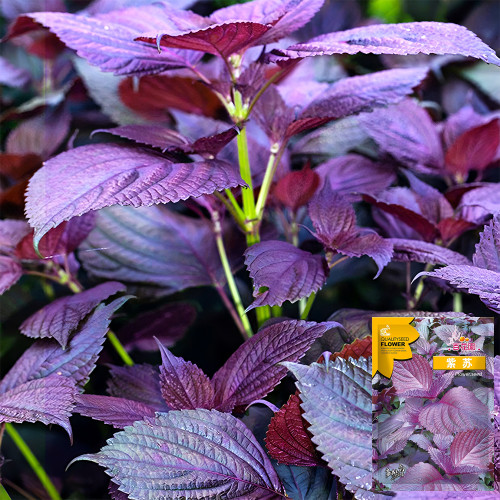 Aromatic Purple Perfection: Dual-Sided Shiso Seeds