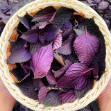 Aromatic Purple Perfection: Dual-Sided Shiso Seeds
