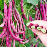Purple Pole Bean Seeds