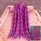 Purple Pole Bean Seeds