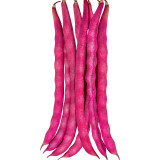 Purple Pole Bean Seeds