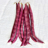 Purple Pole Bean Seeds