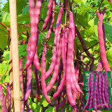 Purple Pole Bean Seeds