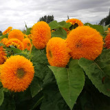 'Teddy Bear' Dwarf Sunflower Seeds (30cm Tall)