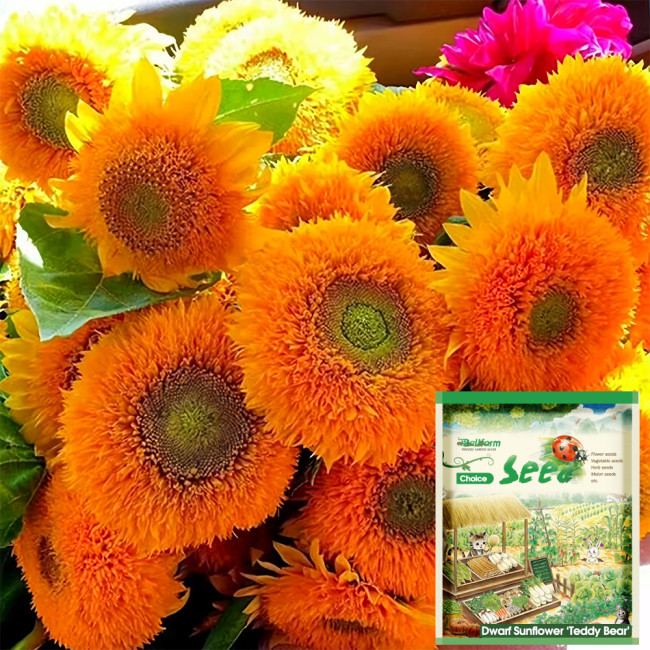 'Teddy Bear' Dwarf Sunflower Seeds (30cm Tall)