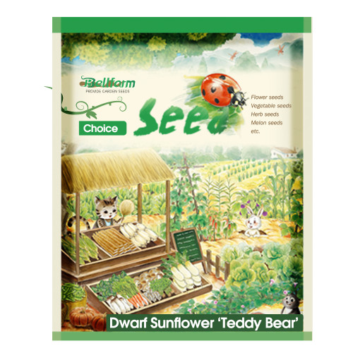 'Teddy Bear' Dwarf Sunflower Seeds (30cm Tall)