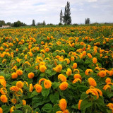 'Teddy Bear' Dwarf Sunflower Seeds (30cm Tall)