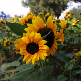 Gold Rush Sunflower Seeds (120cm Tall)