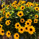 Gold Rush Sunflower Seeds (120cm Tall)