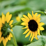 Gold Rush Sunflower Seeds (120cm Tall)