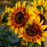 Bellfarm® Bi-Colour Sunflower Seeds (90cm Tall)