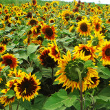 Bellfarm® Bi-Colour Sunflower Seeds (90cm Tall)