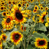 Bellfarm® Bi-Colour Sunflower Seeds (90cm Tall)