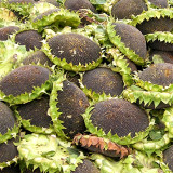 Bellfarm® Sunflower F1 Seeds (35cm Tall)