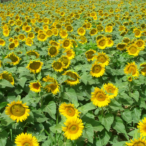 Bellfarm® Sunflower F1 Seeds (35cm Tall)