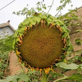 Bellfarm® Sunflower F1 Seeds (35cm Tall)