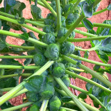 Jingyan® Brussels Sprout Seeds