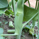 Jingyan® Huge Stem Gai Lan Seeds