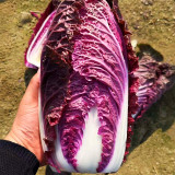 Jingyan® Red Napa Cabbage Seeds