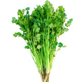 Jingyan® Fast-growing Coriander Seeds