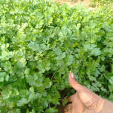 Jingyan® Fast-growing Coriander Seeds