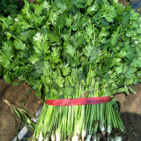 Jingyan® Fast-growing Coriander Seeds