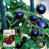 Fresh Harvest Seeds Bundle: Vegetable, Fruit, Melon, and Tomato Combo #001