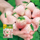 Fresh Harvest Seeds Bundle: Vegetable, Fruit, Melon, and Tomato Combo #001
