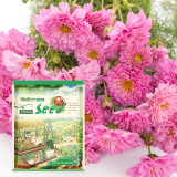 Heirloom Seeds of 20 Flowers Assortment in Distinctive Packaging Combo #002