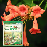 Heirloom Seeds of 20 Flowers Assortment in Distinctive Packaging Combo #002