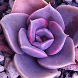Bellfarm® Echeveria 'Purple Pearl' Seeds