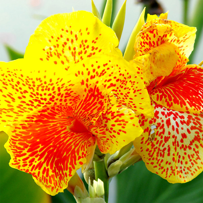 Bellfarm® Yellow Canna Seeds