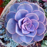 Bellfarm® Echeveria 'Purple Pearl' Seeds