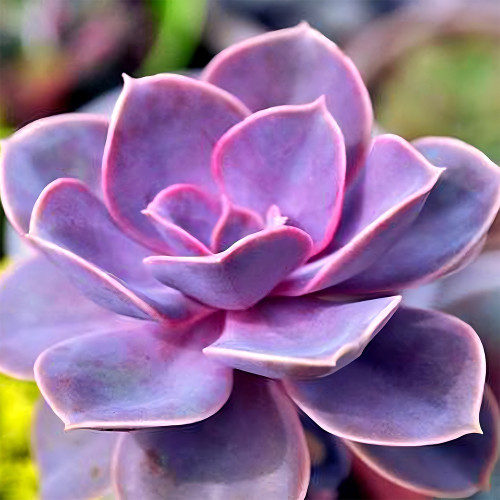 Bellfarm® Echeveria 'Purple Pearl' Seeds
