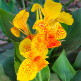 Bellfarm® Yellow Canna Seeds