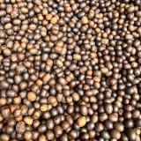 Bellfarm® Yellow Canna Seeds
