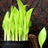 Bellfarm® Yellow Canna Seeds