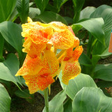 Bellfarm® Yellow Canna Seeds