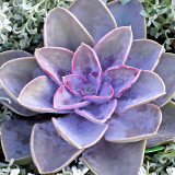 Bellfarm® Echeveria 'Purple Pearl' Seeds