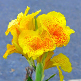 Bellfarm® Yellow Canna Seeds