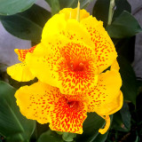 Bellfarm® Yellow Canna Seeds