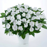 Bellfarm® Compact White Improved Impatiens Seeds